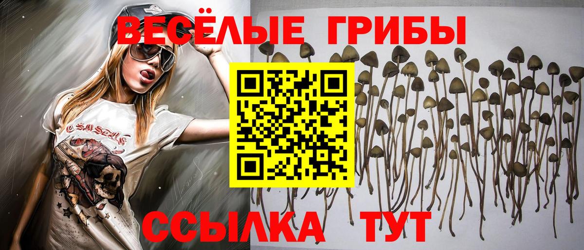 купить наркотики цена  Псилоцибиновые грибы мухоморы  Вход с VPN  Верхняя Пышма 